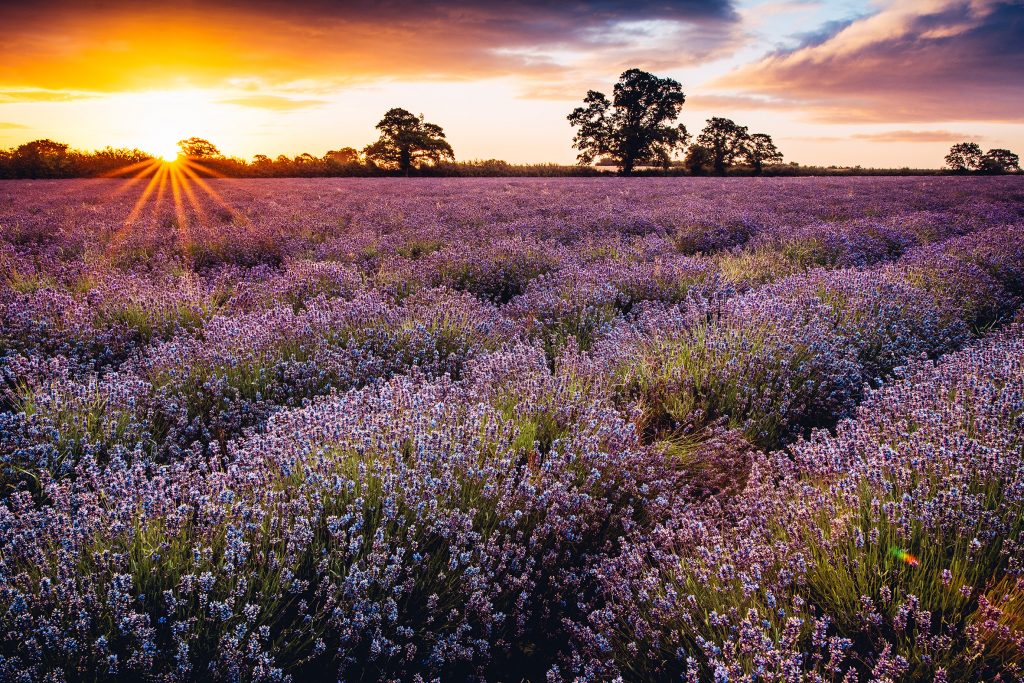 frome lavendar farm